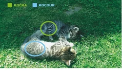 3 krásné koťátka