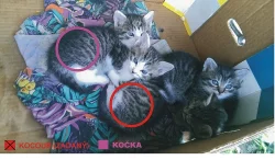 3 krásné koťátka