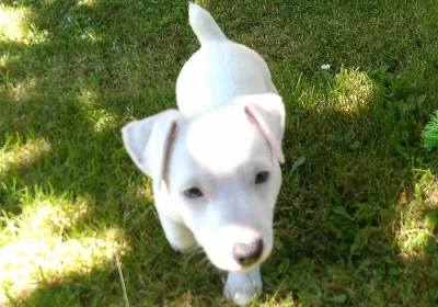 Jack russell teriér
