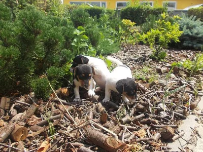 JACK RUSSEL PRAHA