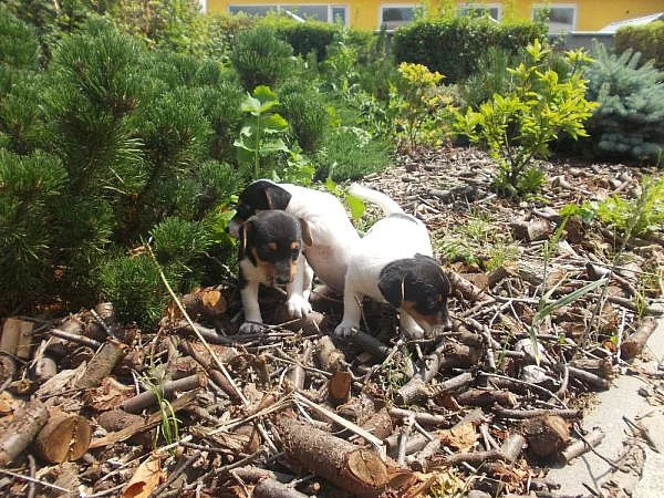 JACK RUSSEL PRAHA