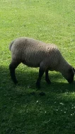 Beránek suffolk