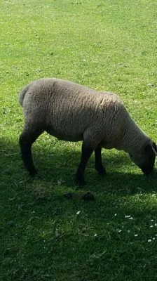 Beránek suffolk