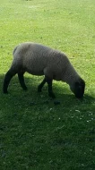Beránek suffolk