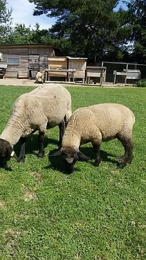 Beránek suffolk