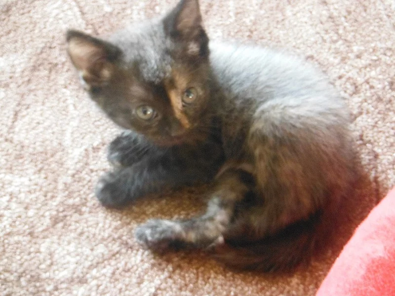 Daruji tři sourozence