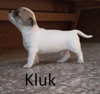Štěňátko pejsek čivava