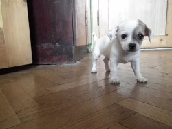Štěňátko pejsek čivava