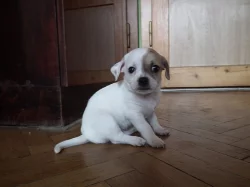 Štěňátko pejsek čivava