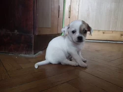Štěňátko pejsek čivava