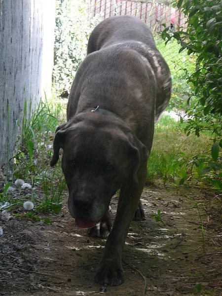 daruji fenku cane corso