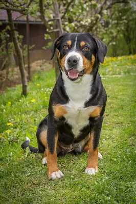 Entlebušský salašnícky pes