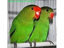 Agapornis etiopský (taranta)