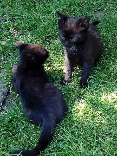 Zdarma nabízíme černého kocourka
