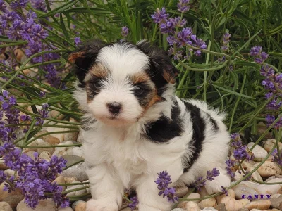 Biewer   yorkshire terrier s PP