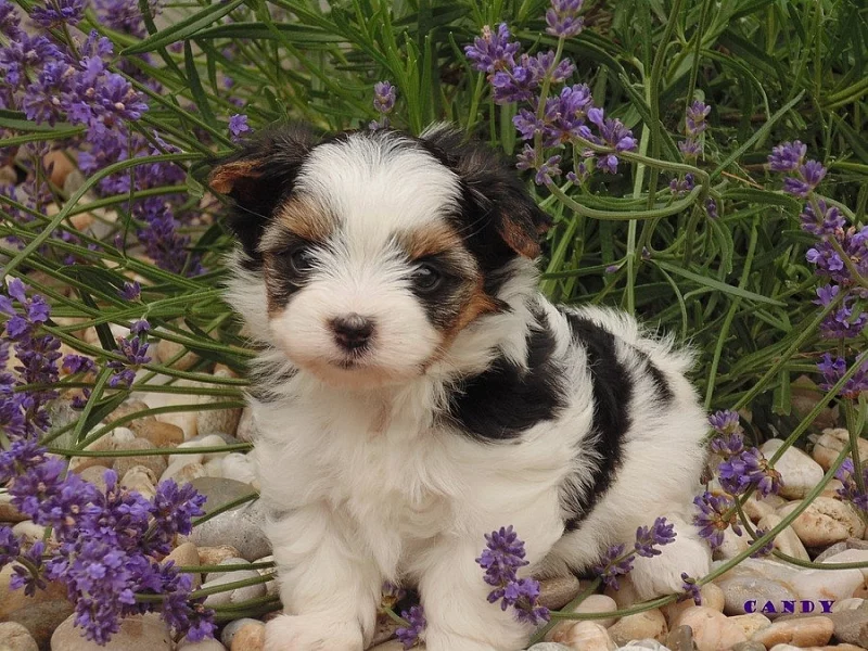 Biewer   yorkshire terrier s PP