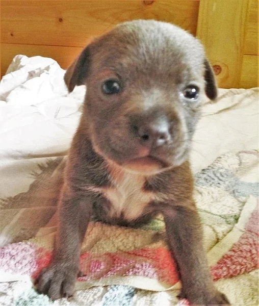 Prodám staffbull modré štěně fenku