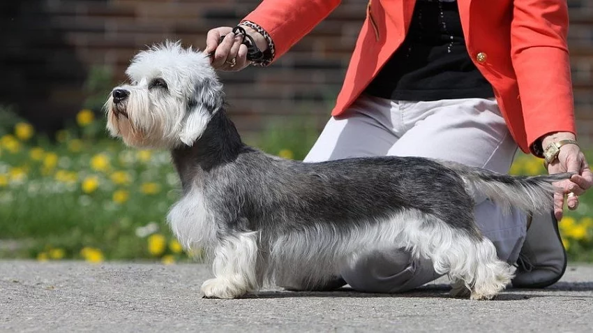 Dandie Dinmont teriér-štěně prodám