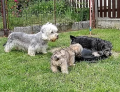 Dandie Dinmont teriér-štěně prodám