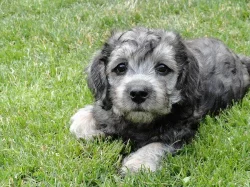 Dandie Dinmont teriér-štěně prodám