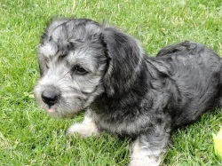 Dandie Dinmont teriér-štěně prodám