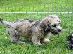 Dandie Dinmont teriér-štěně prodám