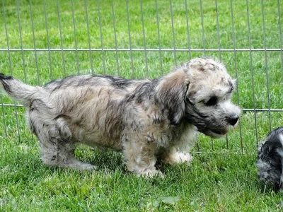 Dandie Dinmont teriér-štěně prodám