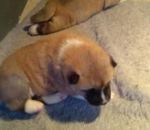 Prodám Shiba štěňata