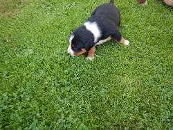 Appenzellský salašnický pes s PP