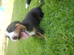 Appenzellský salašnický pes s PP