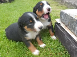 Appenzellský salašnický pes s PP