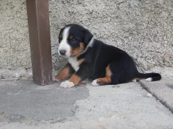 Appenzellský salašnický pes s PP
