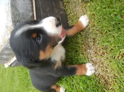 Appenzellský salašnický pes s PP