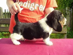 Basset hound