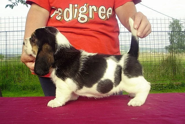 Basset hound