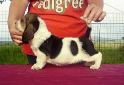 Basset hound