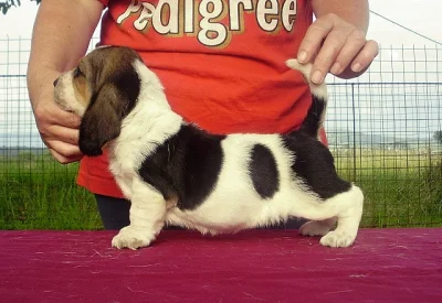 Basset hound