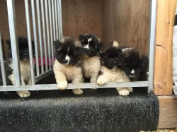 Prodám Shiba štěňata