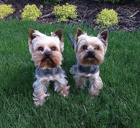 yorkshire terrier