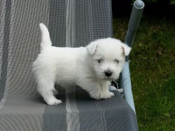 West highland white teriér