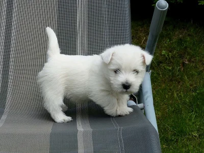 West highland white teriér