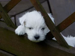 West highland white teriér