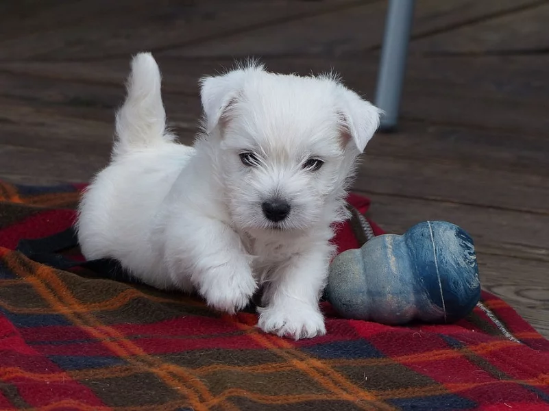 West highland white teriér