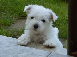 West highland white teriér