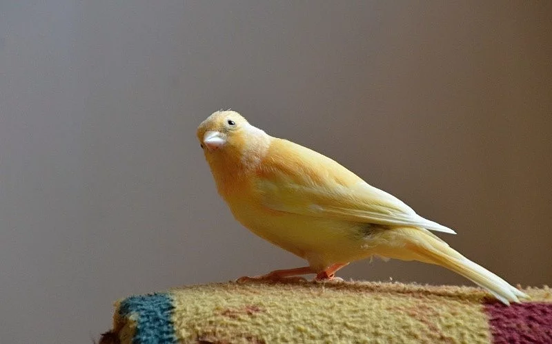 Kanár
