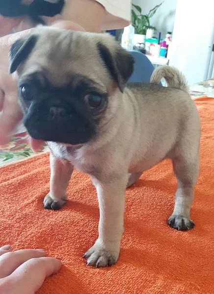Prodám štěňátka mops s PP