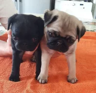 Prodám štěňátka mops s PP