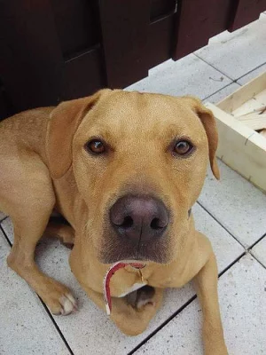 STICH - VIRTUÁLNÍ/SKUTEČNÁ ADOPCE