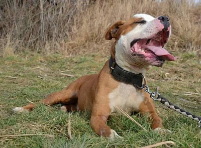 DINO - VIRTUÁLNÍ/SKUTEČNÁ? ADOPCE