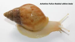 Achatiny